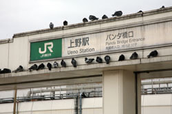 回憶上野車站 回憶上野車站