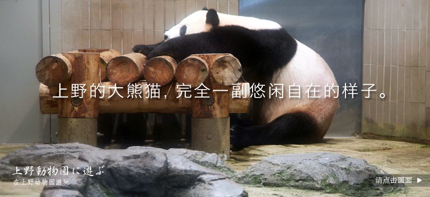 上野的大熊猫，完全一副悠闲自在的样子。