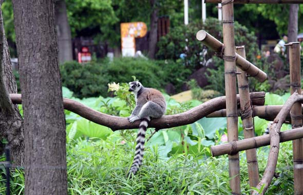 上野動物園に遊ぶ 上野動物園に遊ぶ