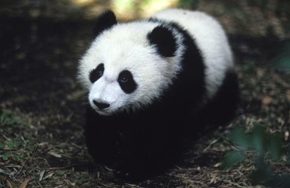 上野動物園に遊ぶ