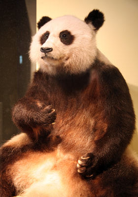 上野動物園に遊ぶ