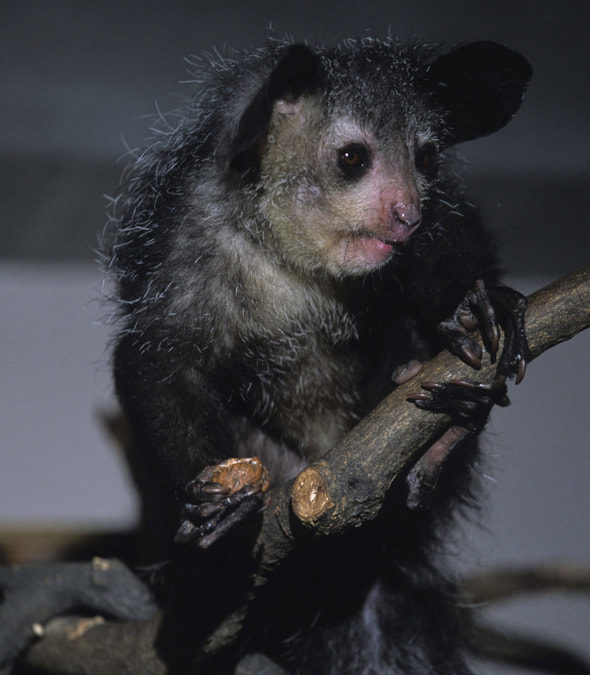 在上野動物園遊玩 在上野動物園遊玩